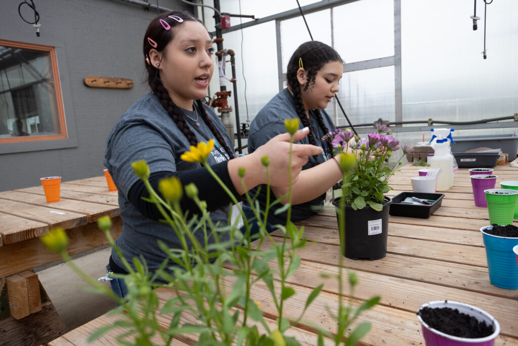 Two young women in grey shirts tend to potted flowering plants inside a greenhouse.